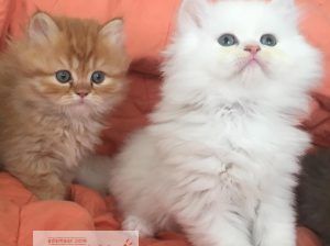 Persian kittens are available for adoption