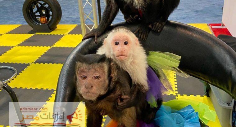 Capuchin Monkey available