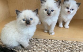 Ragdoll kittens for adoption