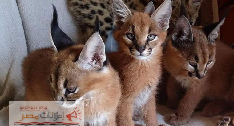 Caracal Kittens for Sale