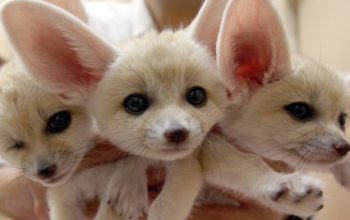 Registered Fennec fox for sale