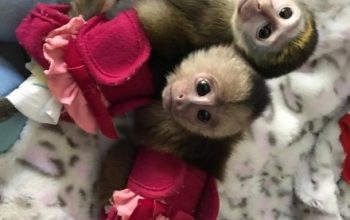 Cute Capuchin Monkeys for Sale