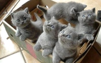 cute British shorthair kittens for sale